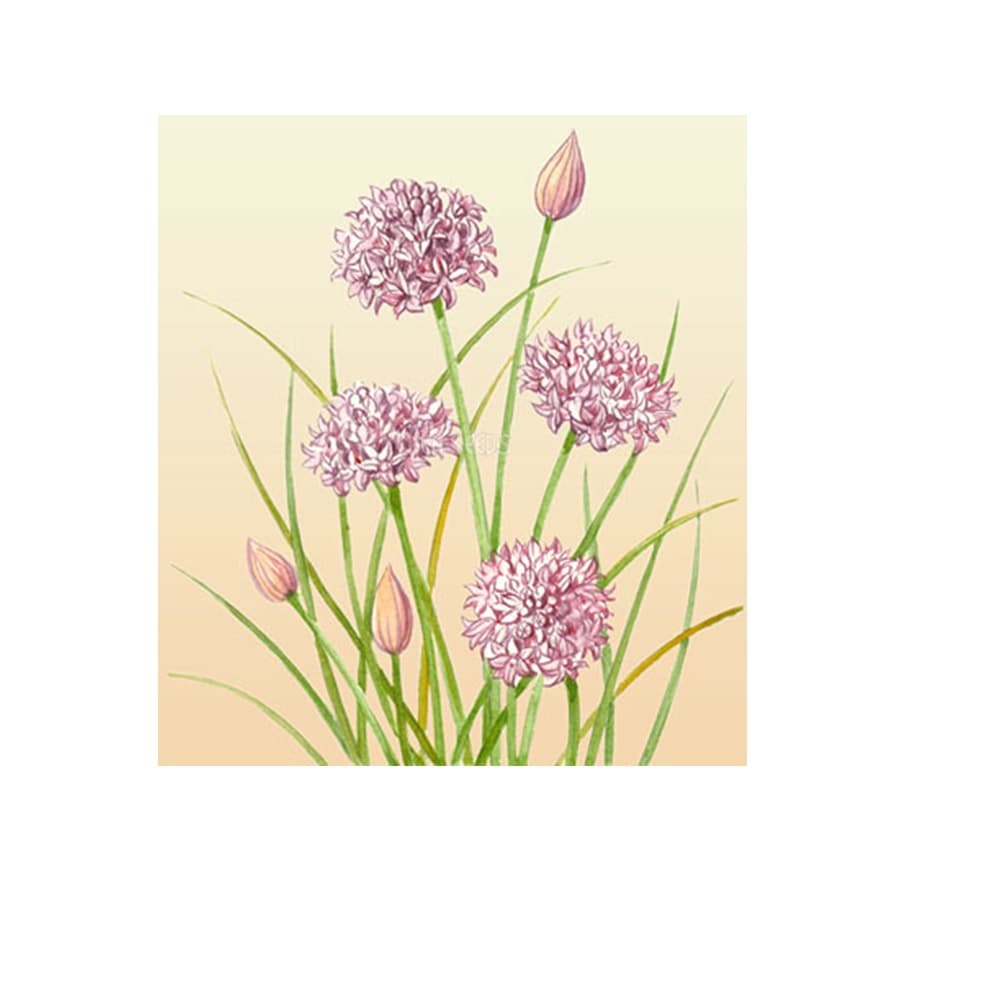 Eden Seeds Chives