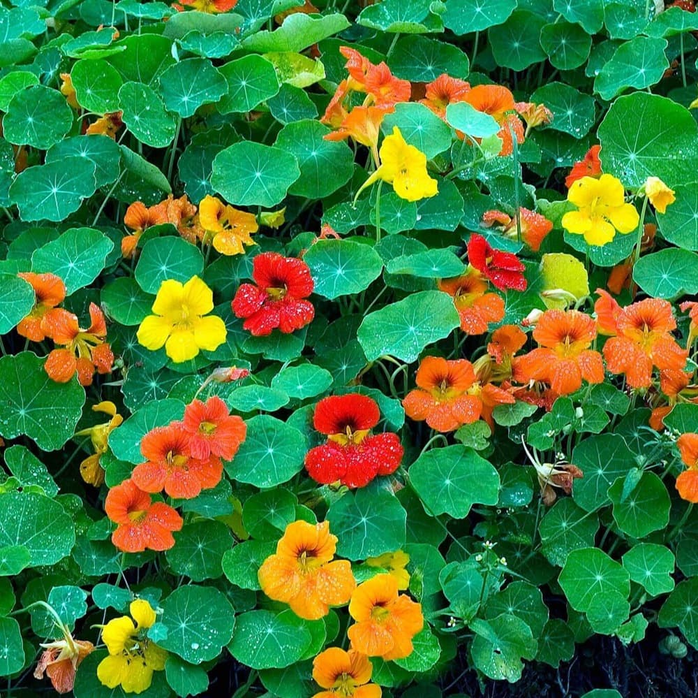 Eden Seeds - Nasturtium - Jewel Mix