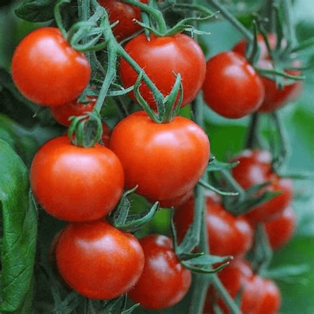 Eden Seeds - Tomato Salad Special