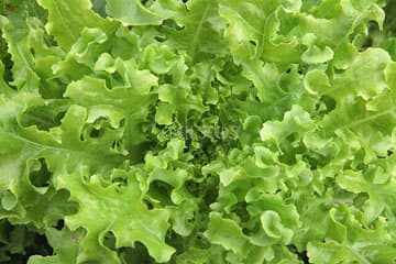 Eden Seeds - Lettuce Salad Bowl Green