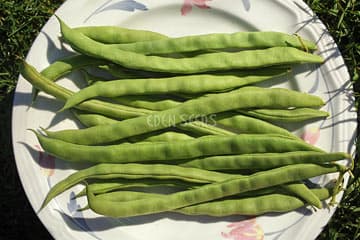 Eden Seeds Climbing Bean Giant Of Stuttgart