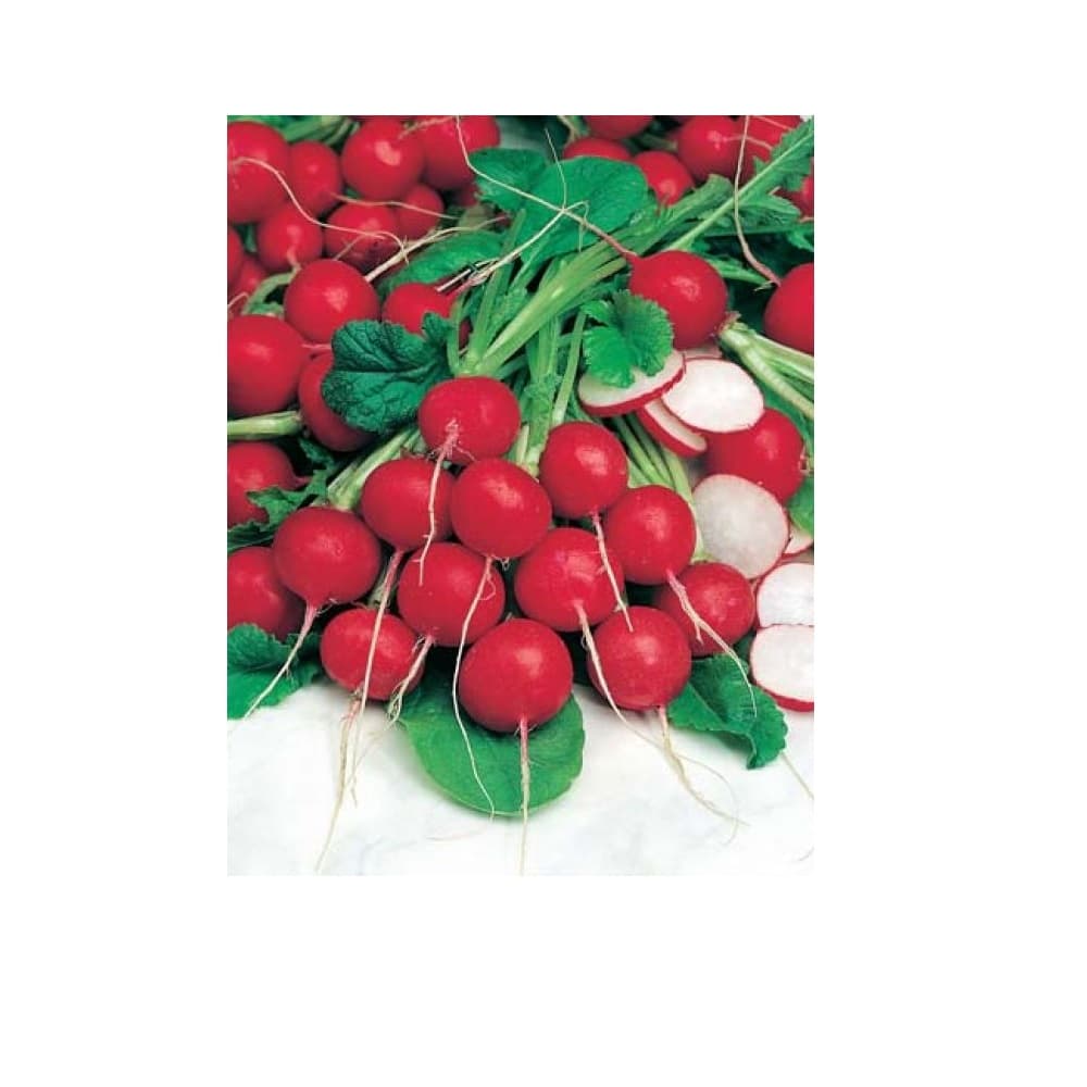 Eden Seeds Select Organic Radish Saxa
