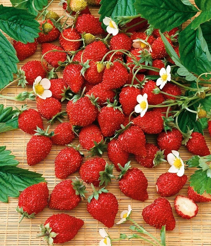 Eden Seeds - Strawberry - Baron Solemacher