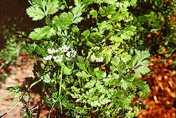 Eden Seeds Coriander Slow Bolting