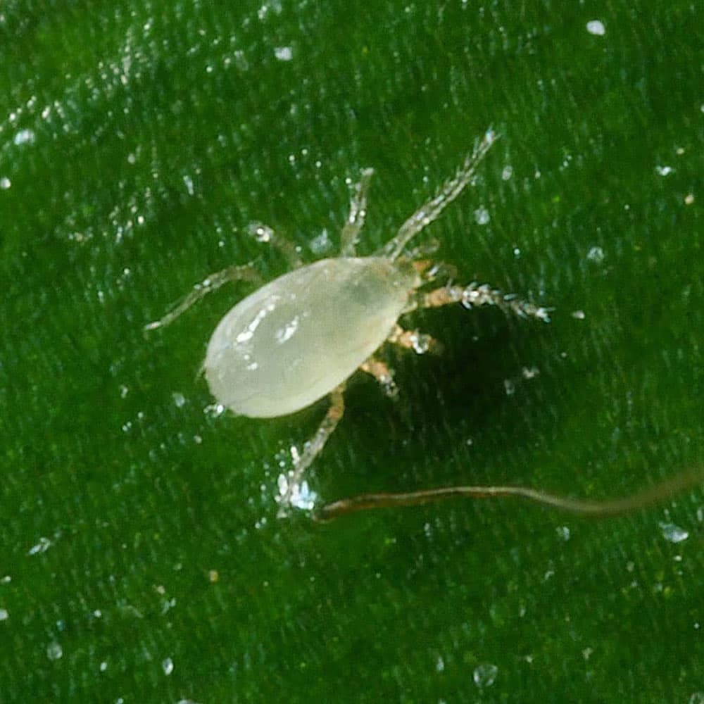 Montdorensis - Tube (10,000 Mites)