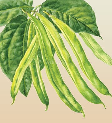 Eden Seeds Bush Bean Redland Pioneer