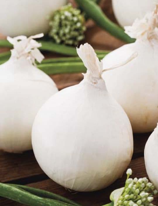 Eden Seeds Onion Gladalan White