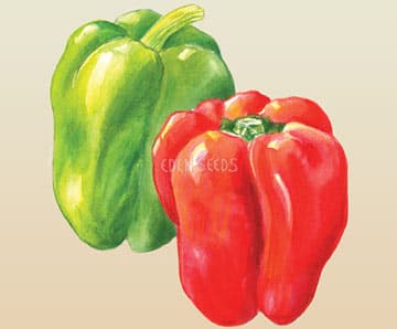 Eden Seeds Capsicum Californian Wonder
