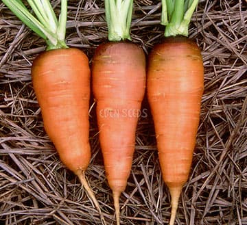 Eden Seeds - Carrot Chantenay