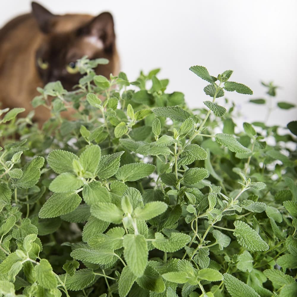 Eden Seeds Catnip