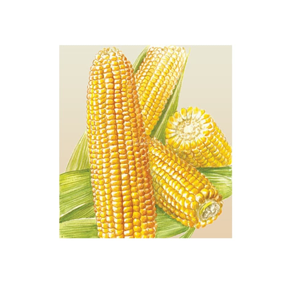 Eden Seeds Select Organic Sweet Corn Balinese