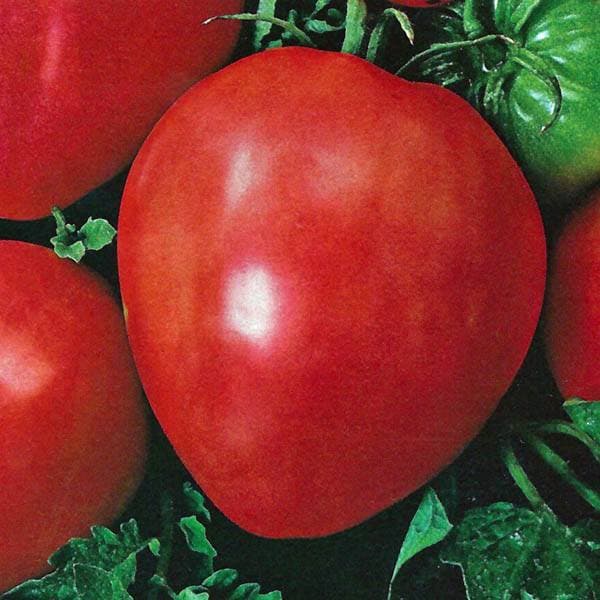 Eden Seeds Tomato Oxheart Red