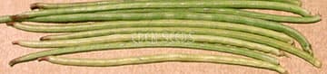 Eden Seeds Climbing Bean Snake Black Seeded