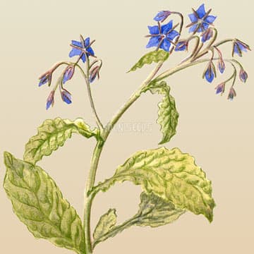 Eden Seeds Select Organic Borage