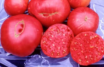 Eden Seeds - Tomato Mortgage Lifter