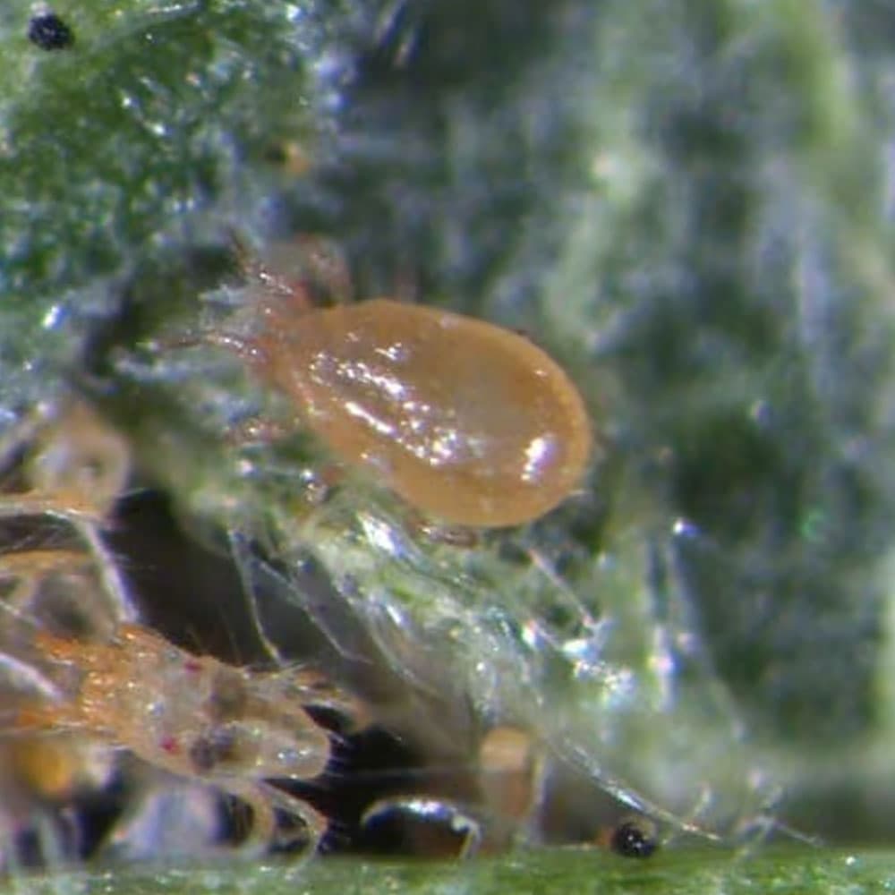 Californicus - Tube (10,000 Mites)