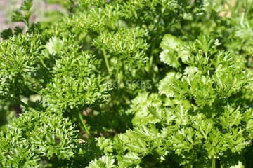 Eden Seeds Parsley Triple Curl