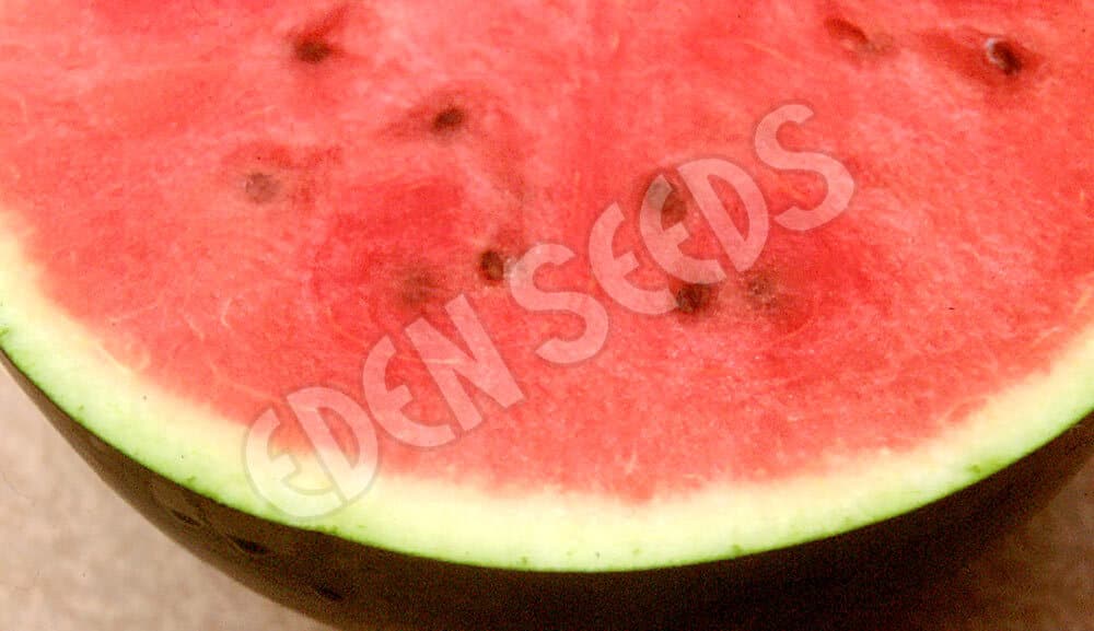 Eden Seeds - Watermelon - Sugarbaby