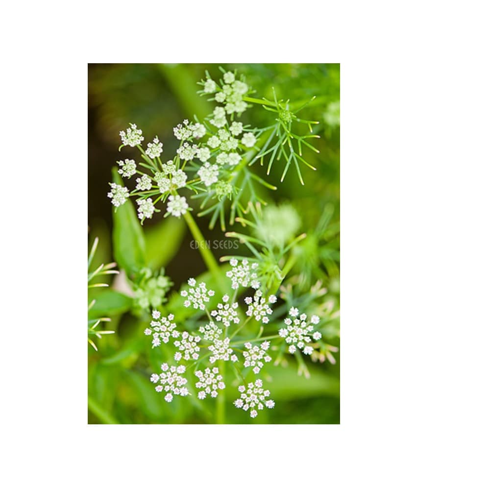 Eden Seeds Cumin