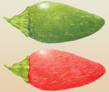 Eden Seeds Chilli Jalapeno