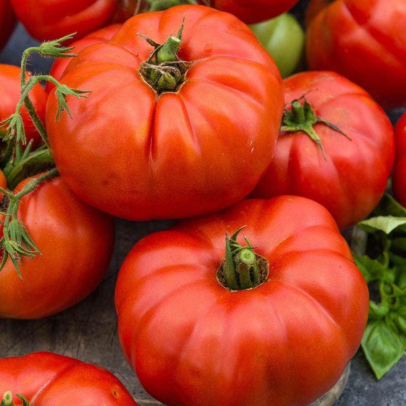 Eden Seeds Tomato Beefsteak