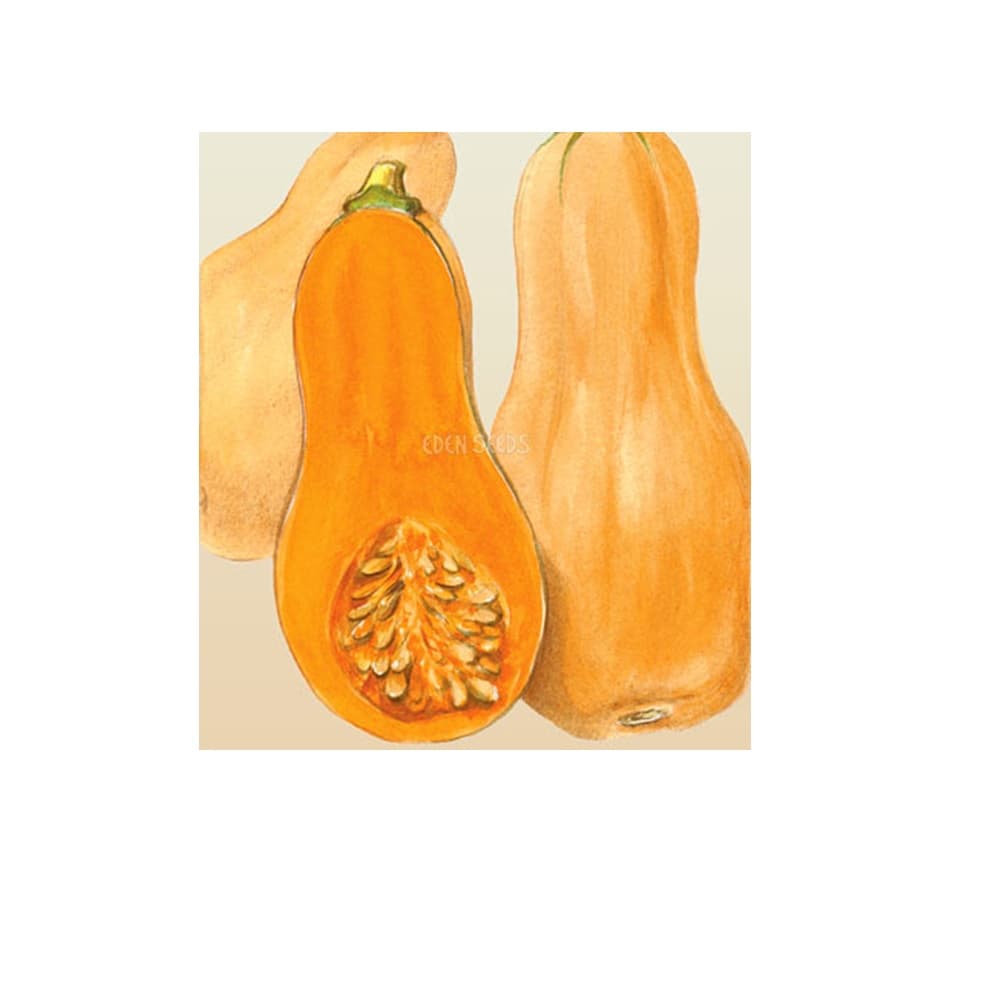 Eden Seeds Pumpkin Waltham Butternut