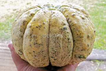 Eden Seeds - Select Organic Rockmelon Zatta