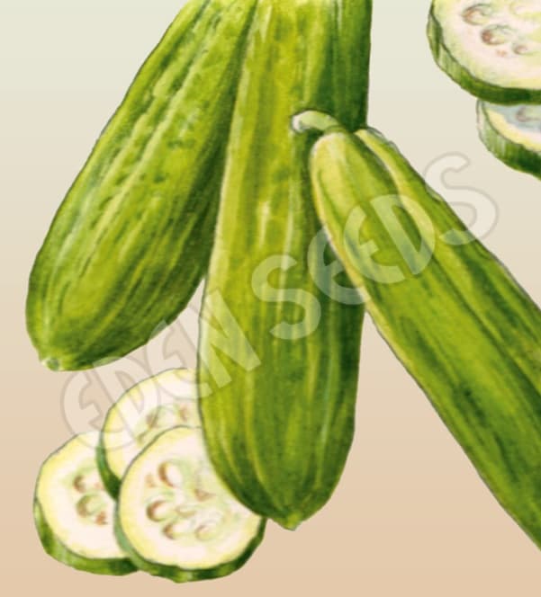 Eden Seeds Select Organic Cucumber Muncher Burpless