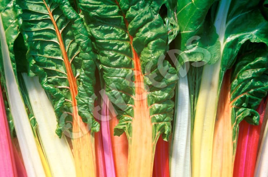Eden Seeds Select Organic Silverbeet Rainbow Chard