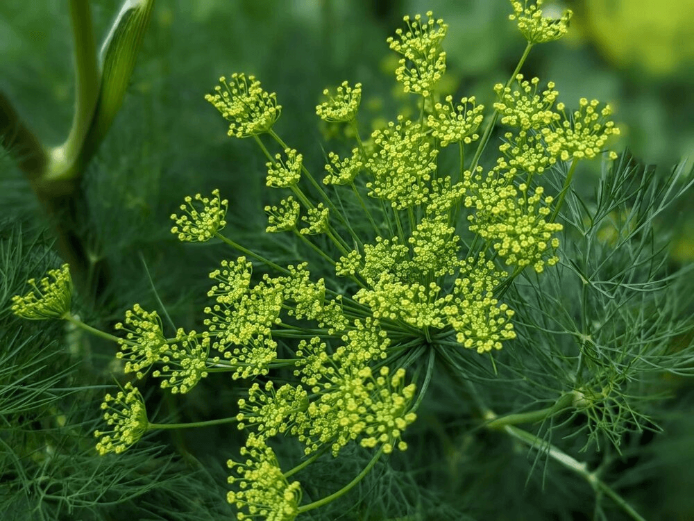 Eden Seeds Dill