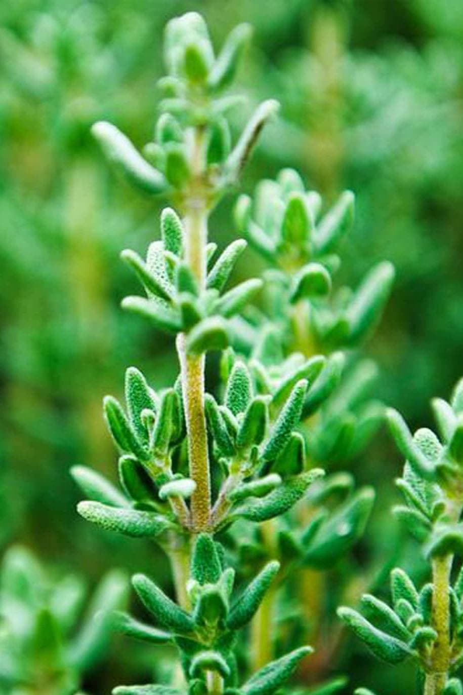 Eden Seeds - Thyme