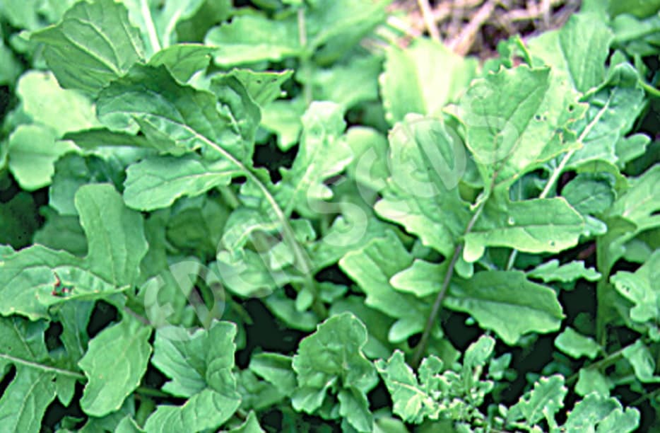 Eden Seeds Select Organic Rocket