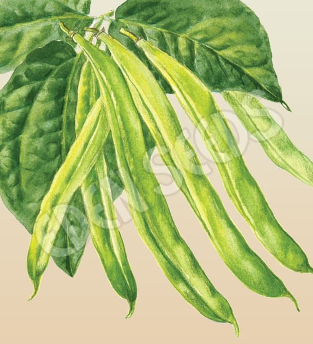 Eden Seeds Select Organic Bean Blue Lake