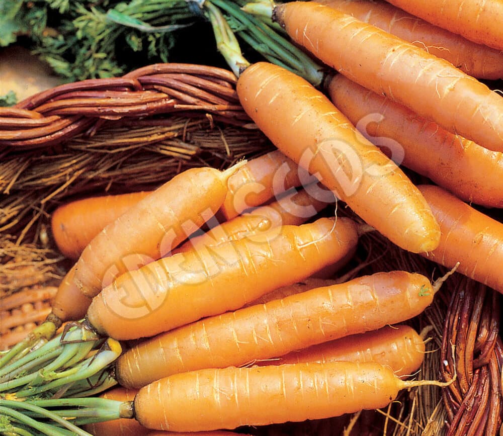 Eden Seeds - Carrot - Baby - Amsterdam