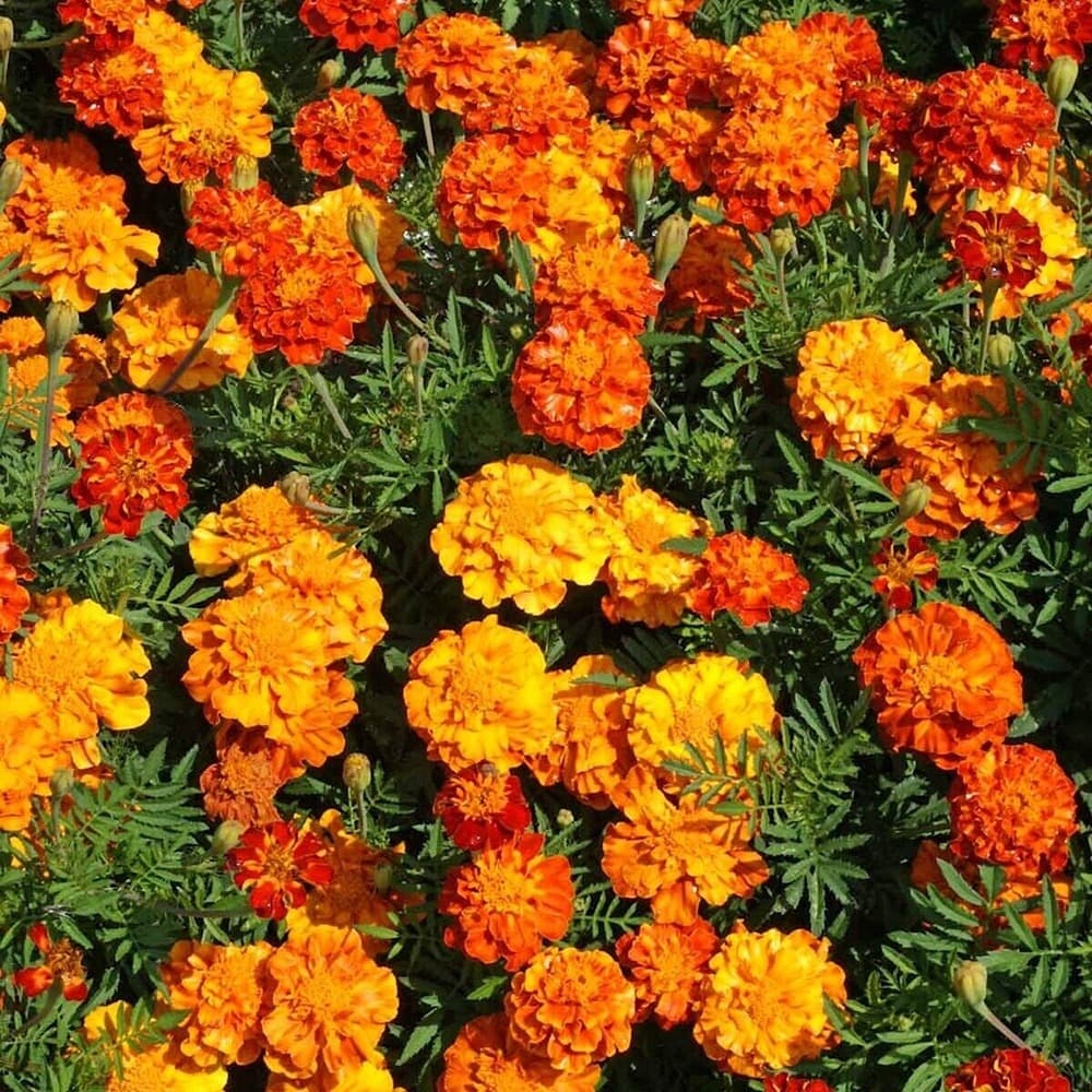 Eden Seeds - Marigold - French Sparky