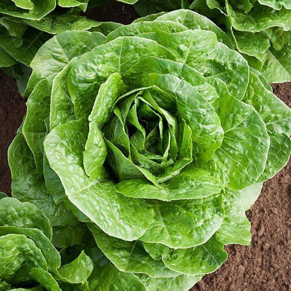 Eden Seeds - Lettuce - Parris Island Cos