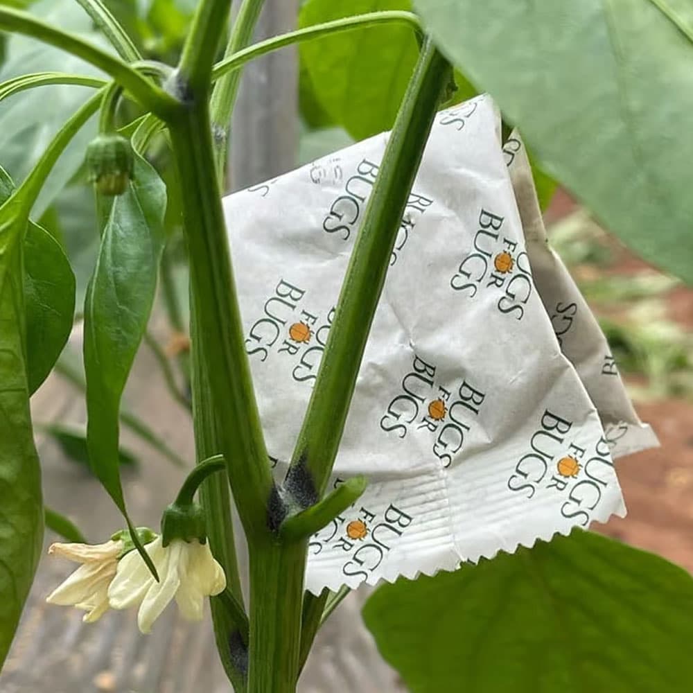 Slow Release Sachets - 50 Californicus Sachet Pairs