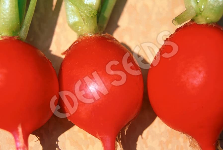 Eden Seeds Select Organic Radish Cherry Belle