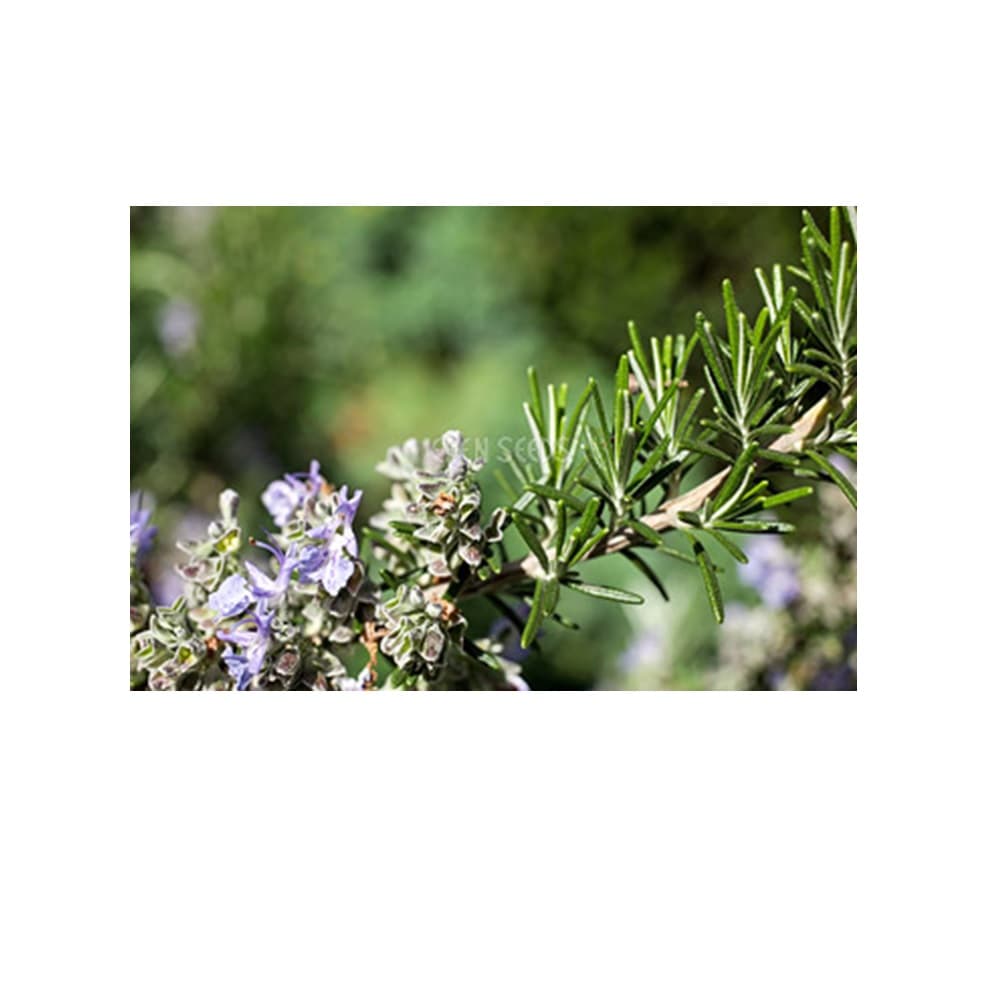 Eden Seeds Rosemary