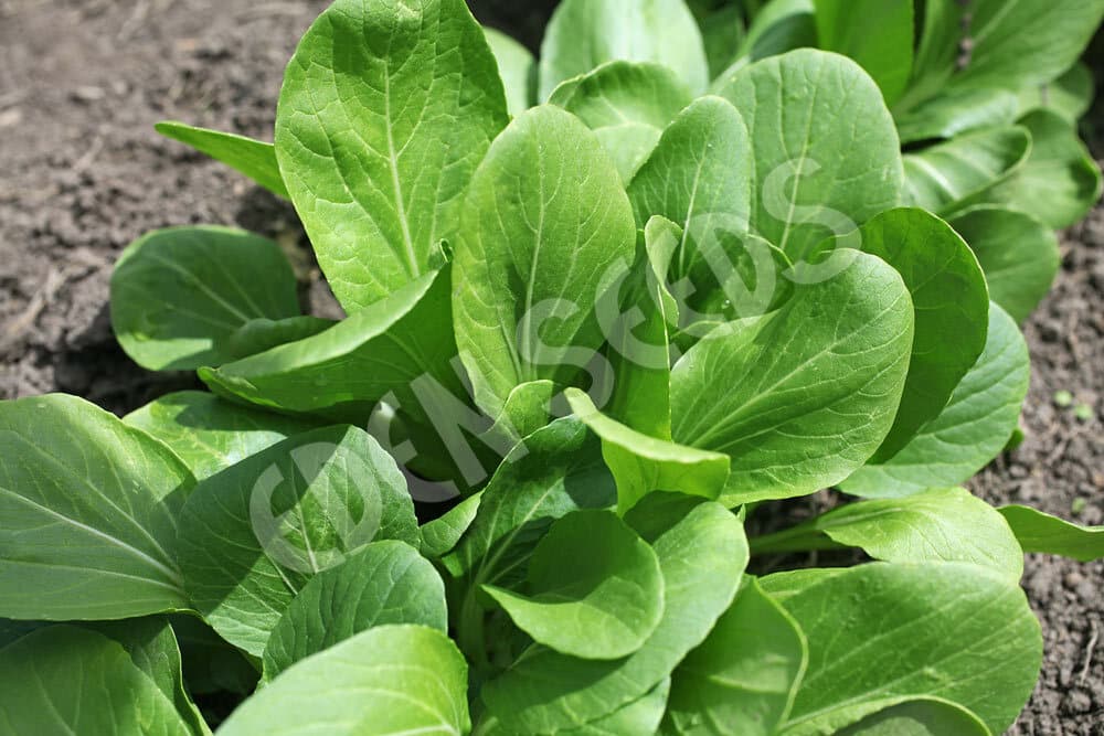 Eden Seeds - Cabbage - Chinese