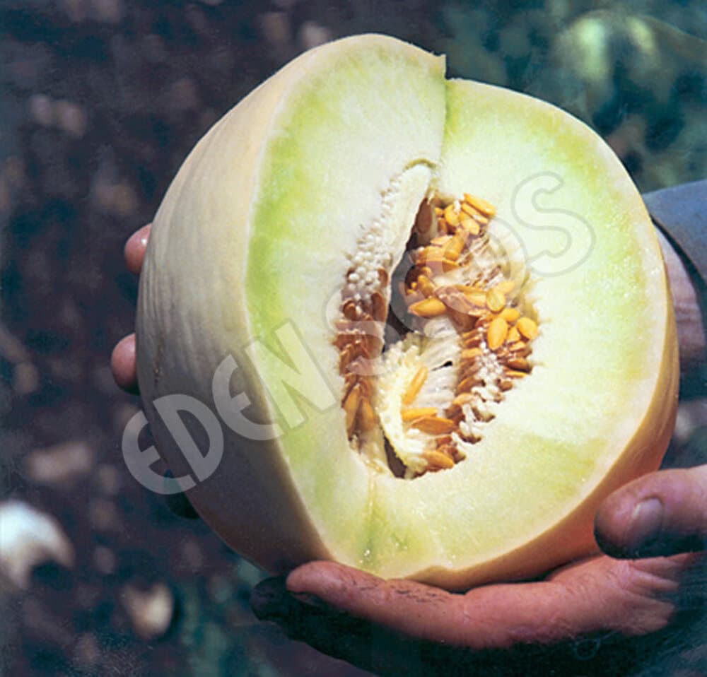 Eden Seeds - Rockmelon - Honeydew
