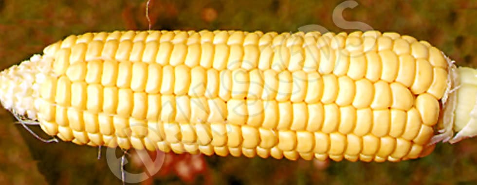 Eden Seeds Select Organic Sweet Corn Golden Bantam