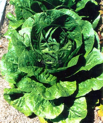 Eden Seeds - Lettuce Cos Verdi