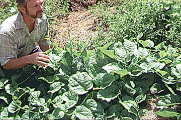 Eden Seeds Spinach Ceylon