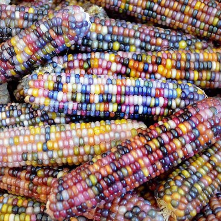 Eden Seeds Select Organic Corn Popcorn Glass Gem