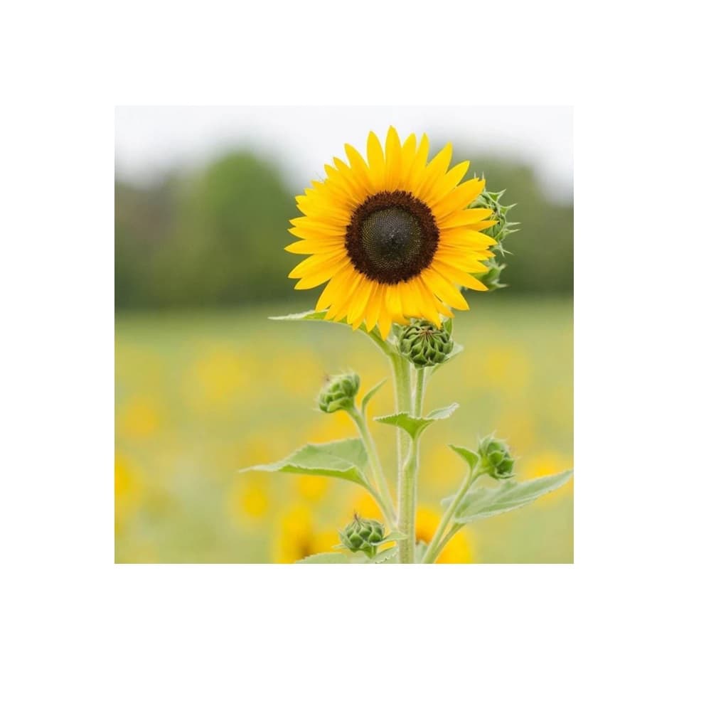 Eden Seeds Select Organic Sunflower Sunbird