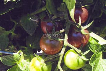 Eden Seeds Tomato Climbing Black Cherry