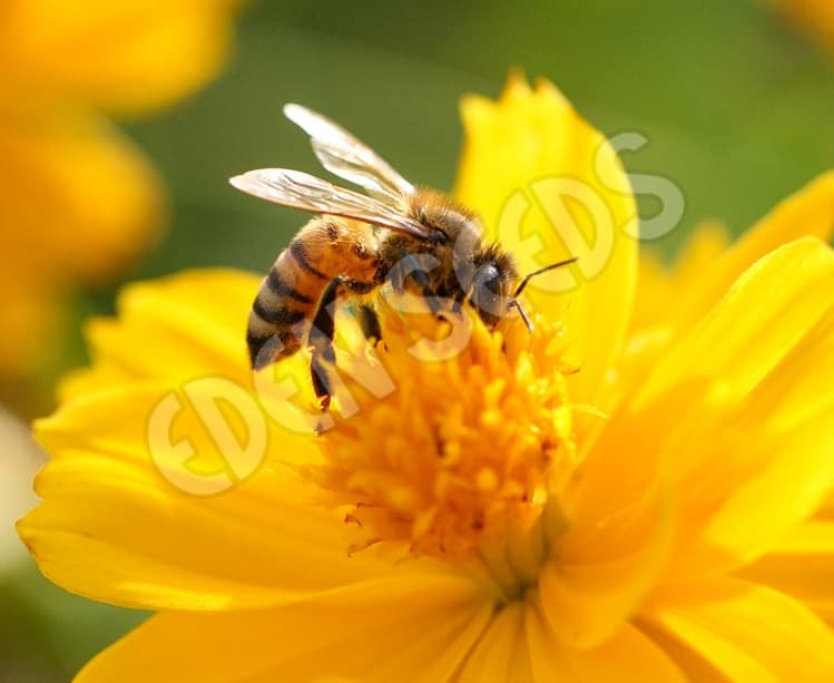 Eden Seeds Bee Flower Mix