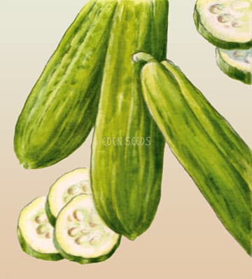 Eden Seeds Cucumber Muncher Burpless