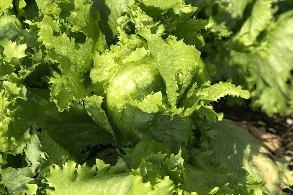 Eden Seeds Lettuce Great Lakes